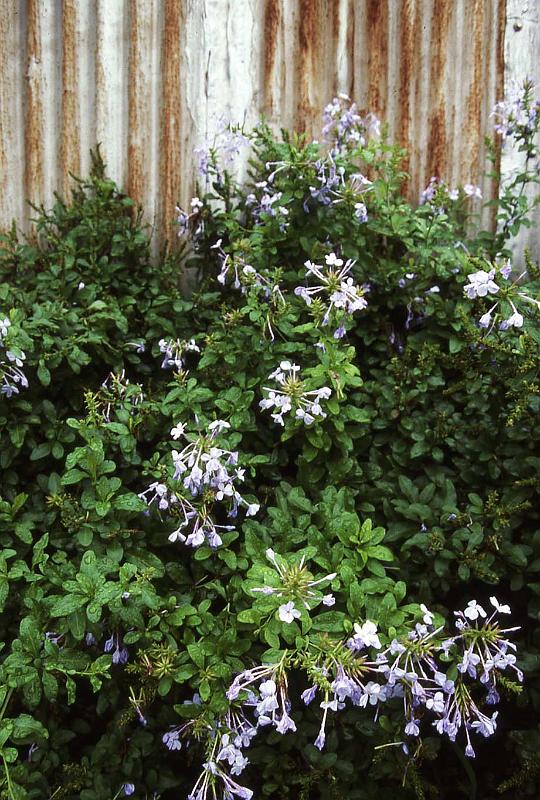 WT 0041 T06-06 Hawaii.jpg